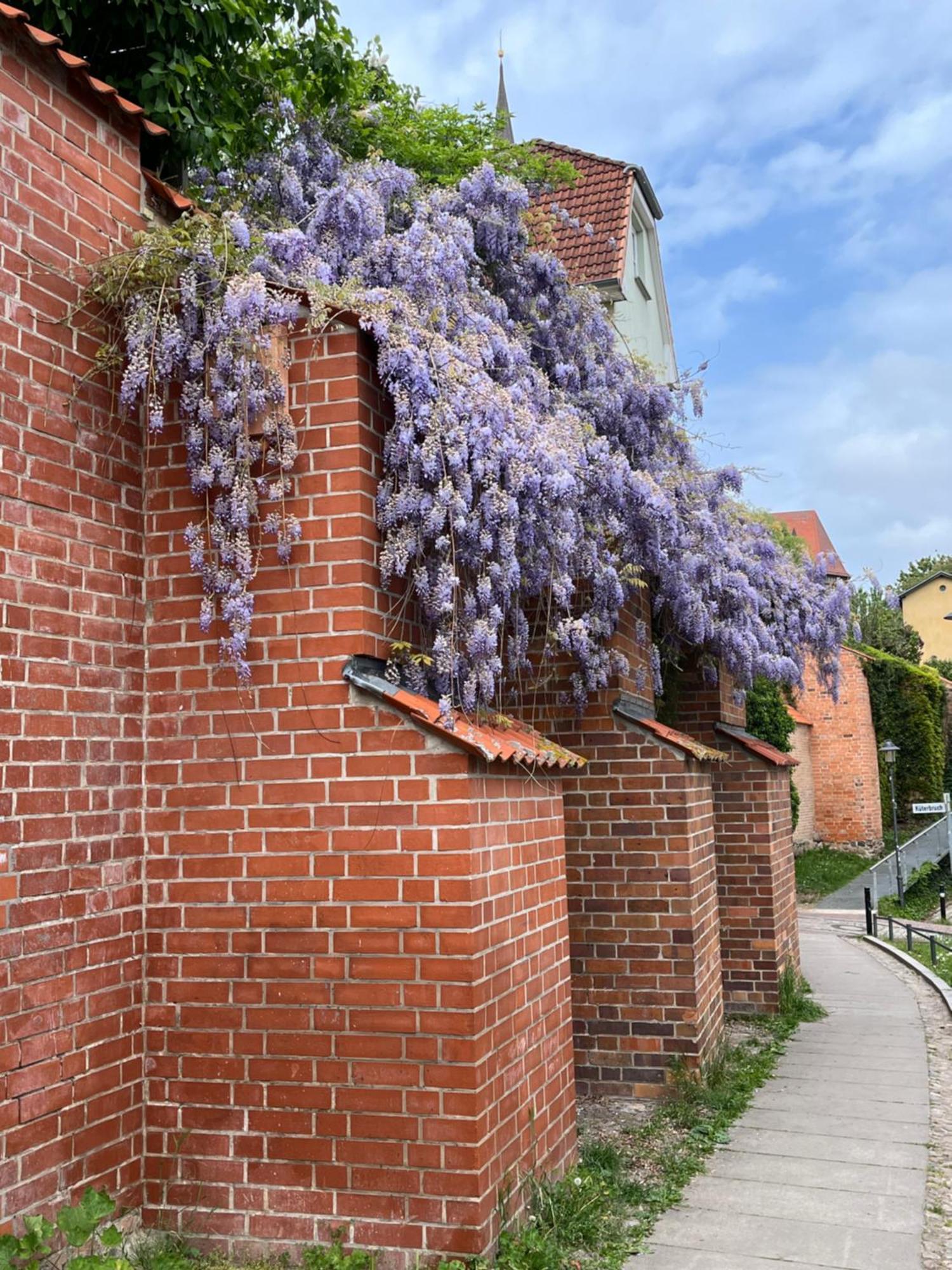 Ferienwohnung An Der Historischen Stadtmauer Rostock Kültér fotó